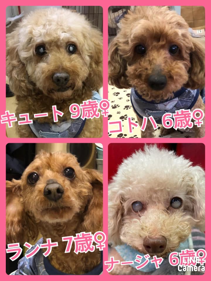 🐾今日の里親様募集中ワンコ🐶メンバーです🐾2021,4,13